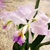 C. Memoria Jeanne Nichols (C. jenmanni SA x C. labiata) coerulea.